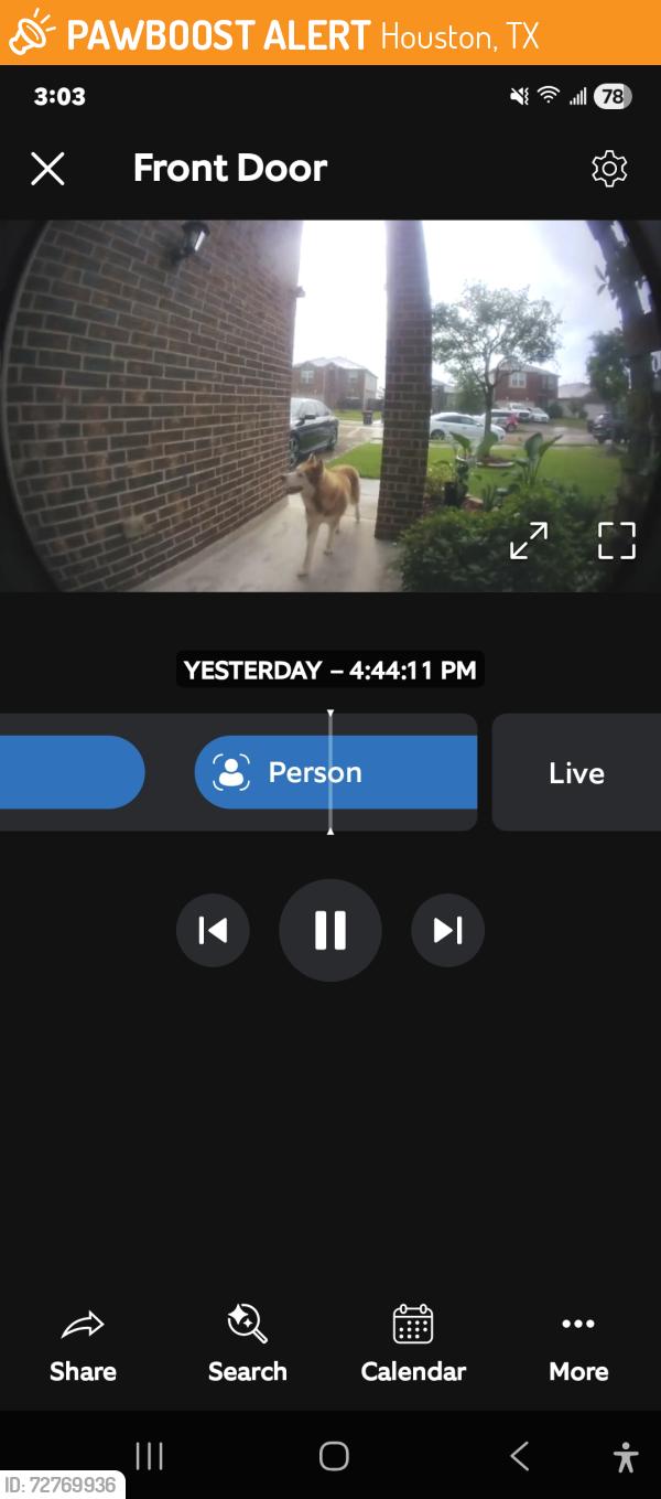 Found/Stray Male Dog last seen Lockwood and King Henry Dr, Houston, TX 77044
