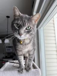 Lost Male Cat last seen Fernwood Lane and Waterford Drive, Appleton, WI 54913