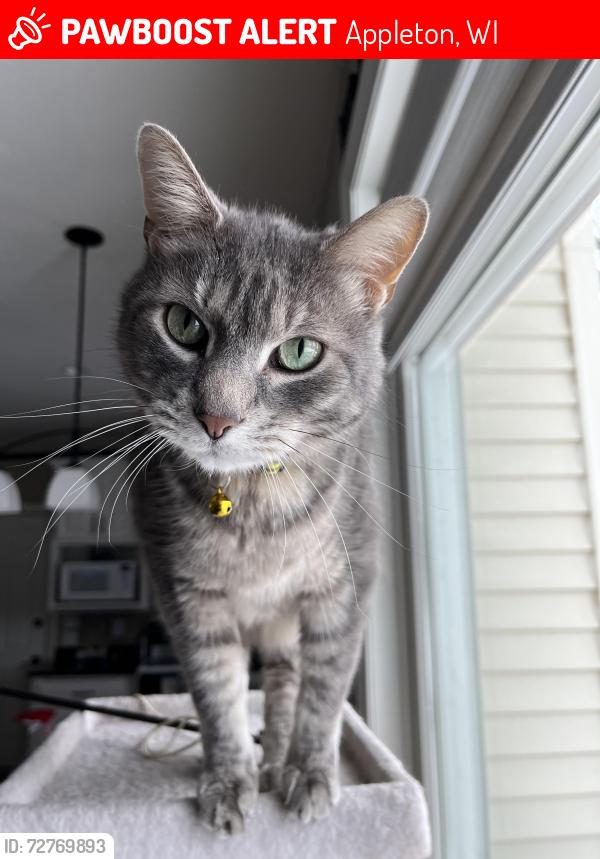 Lost Male Cat last seen Fernwood Lane and Waterford Drive, Appleton, WI 54913