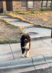 Found/Stray Unknown Dog last seen Bastrop Avenue, Odessa, TX 79765
