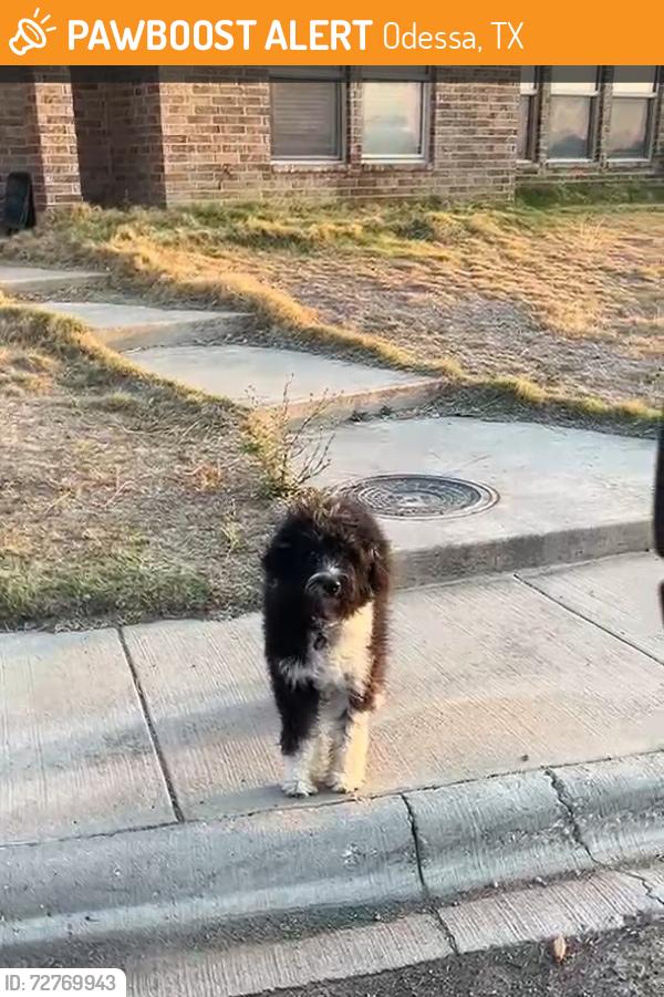 Found/Stray Unknown Dog last seen Bastrop Avenue, Odessa, TX 79765
