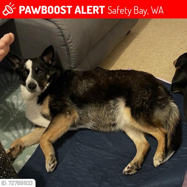 Lost Female Dog last seen Cafe barcode Safety bay, Safety Bay, WA 6169
