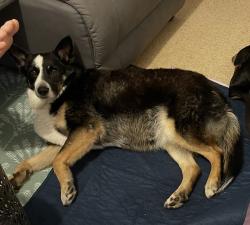 Lost Female Dog last seen Cafe barcode Safety bay, Safety Bay, WA 6169