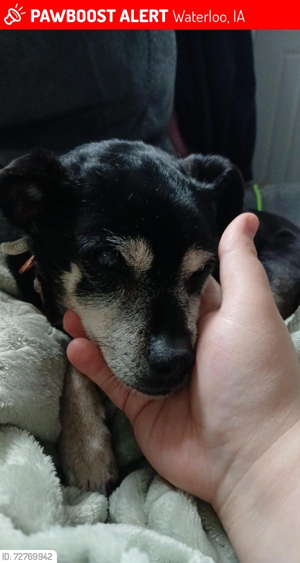 Lost Female Dog last seen Wyoming st and Blowers Ave, Waterloo, IA 50703