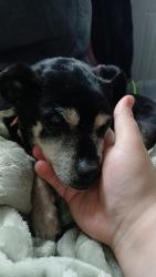 Lost Female Dog last seen Wyoming st and Blowers Ave, Waterloo, IA 50703