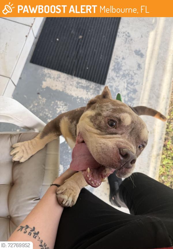 Found/Stray Unknown Dog last seen Croton and Sarno , Melbourne, FL 32935