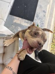 Found/Stray Unknown Dog last seen Croton and Sarno , Melbourne, FL 32935