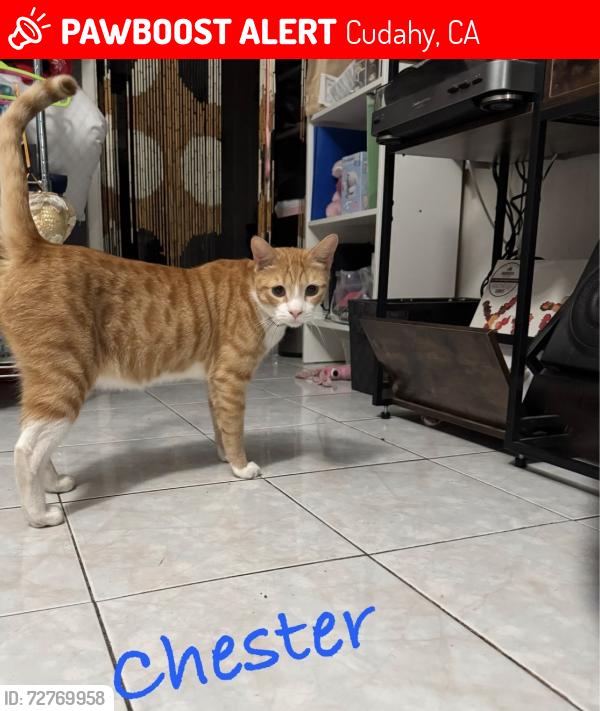 Lost Male Cat last seen Santa Ana st. And Atlantic blvd , Cudahy, CA 90201