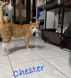 Lost Male Cat last seen Santa Ana st. And Atlantic blvd , Cudahy, CA 90201