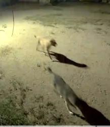 Found/Stray Unknown Dog last seen Bowers and Eastland , El Paso, TX 79907