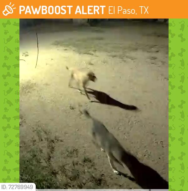 Found/Stray Unknown Dog last seen Bowers and Eastland , El Paso, TX 79907