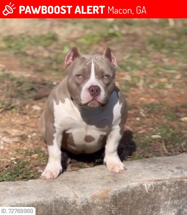 Lost Female Dog last seen Forthill street , east Macon area , Macon, GA 31217