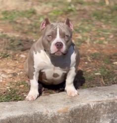 Lost Female Dog last seen Forthill street , east Macon area , Macon, GA 31217