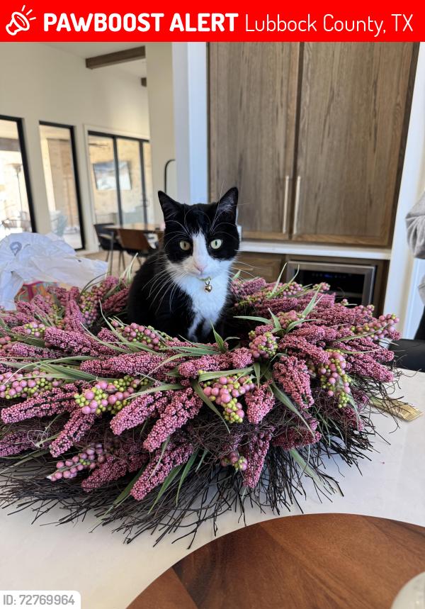 Lost Female Cat last seen Slide and 178th, Lubbock County, TX 79424
