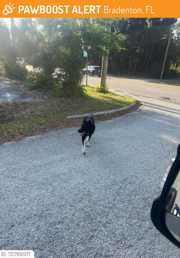 Found/Stray Male Dog last seen 26th Ave w , Bradenton, FL 34210