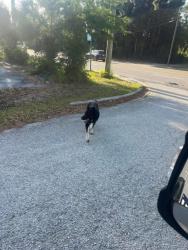 Found/Stray Male Dog last seen 26th Ave w , Bradenton, FL 34210
