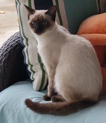 Lost Female Cat last seen Near Central Pike, Mt. Juliet, TN 37122