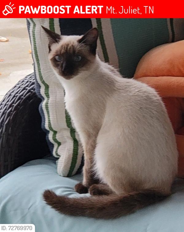 Lost Female Cat last seen Near Central Pike, Mt. Juliet, TN 37122