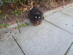 Found/Stray Unknown Cat last seen Lordship Lane, Greater London, England N17