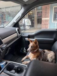 Lost Male Dog last seen Benson Equestrian Center, Lyons, SD 57041