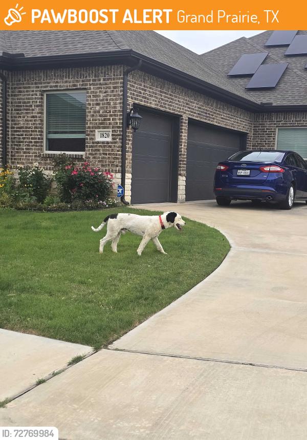 Found/Stray Male Dog last seen Alspaugh , Grand Prairie, TX 75052