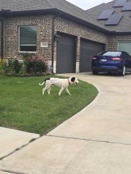 Found/Stray Male Dog last seen Alspaugh , Grand Prairie, TX 75052