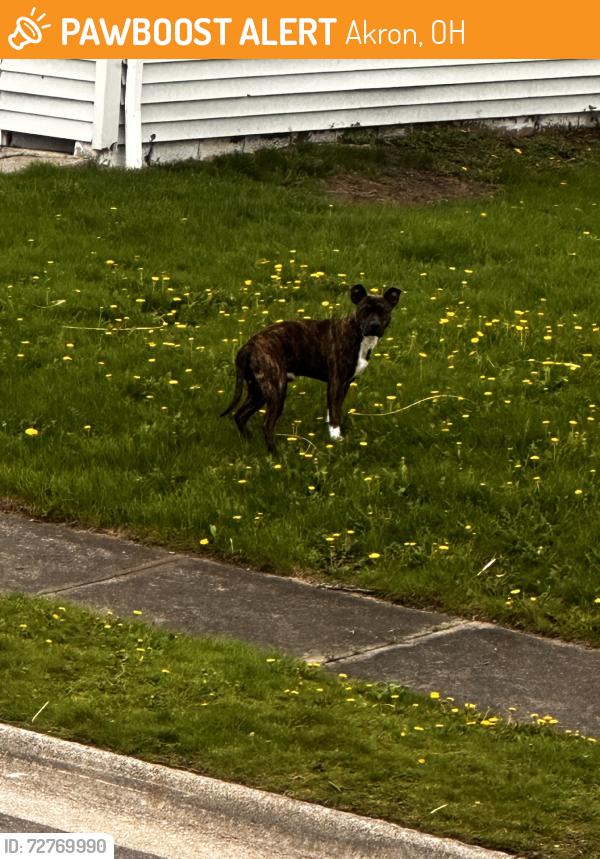 Found/Stray Male Dog last seen Kelly ave, Akron, OH 44306