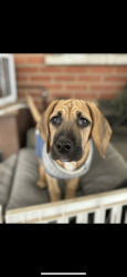 Lost Female Dog last seen Running towards Greenlee right off of Fenner , Ludlow Falls, OH 45339
