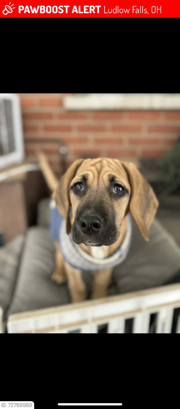 Lost Female Dog last seen Running towards Greenlee right off of Fenner , Ludlow Falls, OH 45339