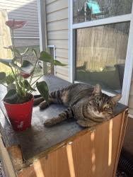 Lost Male Cat last seen Cheyenne Dr., Acworth, GA 30102