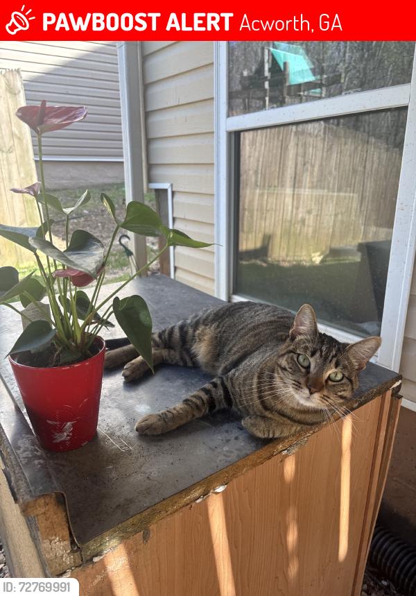 Lost Male Cat last seen Cheyenne Dr., Acworth, GA 30102