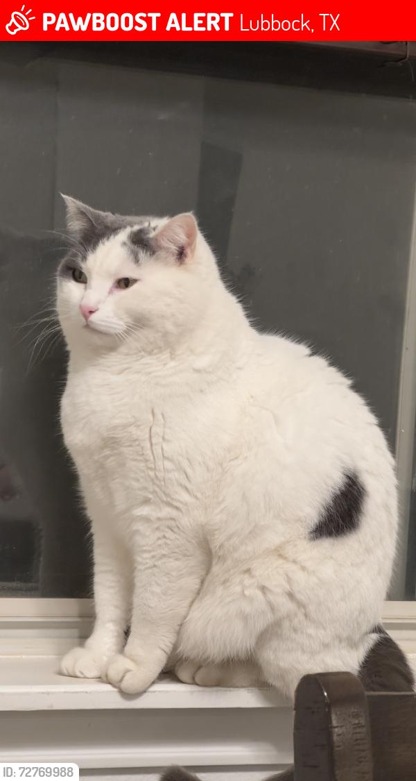 Lost Male Cat last seen North ridge elementary school , Lubbock, TX 79416