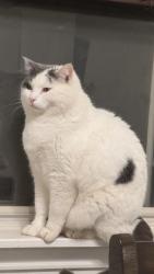 Lost Male Cat last seen North ridge elementary school , Lubbock, TX 79416