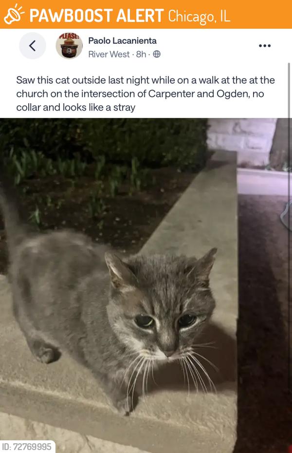 Found/Stray Unknown Cat last seen River West, intersection of Carpenter and Ogden, Chicago, IL 60642