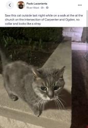 Found/Stray Unknown Cat last seen River West, intersection of Carpenter and Ogden, Chicago, IL 60642