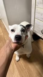 Found/Stray Male Dog last seen Plaza market independence Missouri winner road , Independence, MO 64050