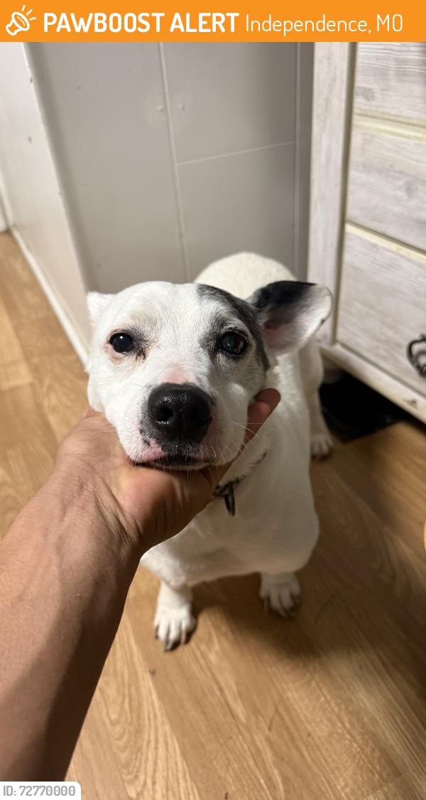 Found/Stray Male Dog last seen Plaza market independence Missouri winner road , Independence, MO 64050