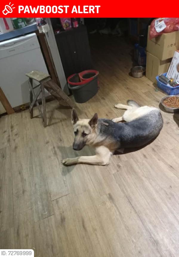 Lost Male Dog last seen Ridgewood drive , Johnston County, NC 27557