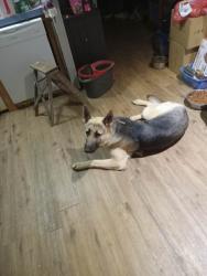 Lost Male Dog last seen Ridgewood drive , Johnston County, NC 27557
