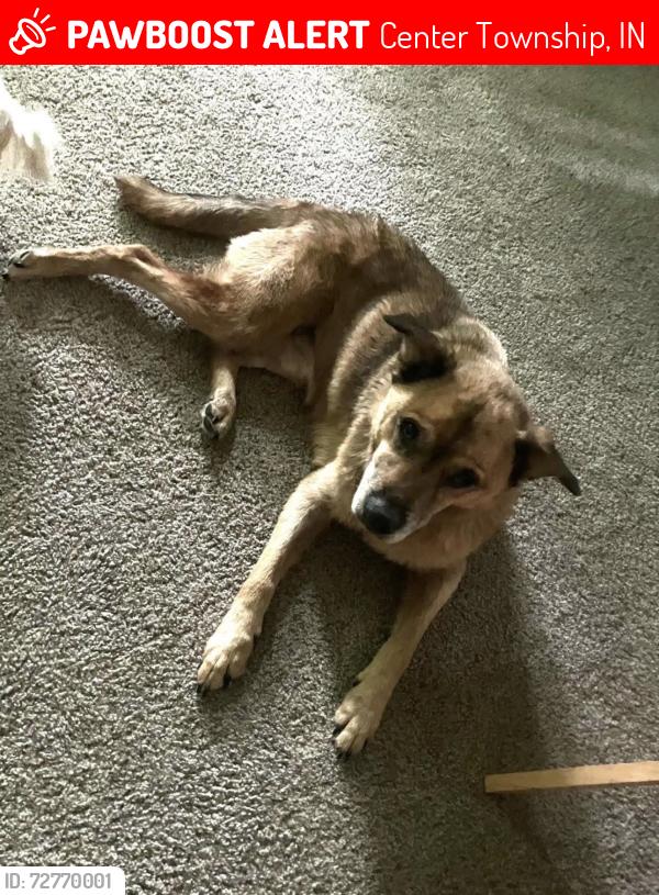 Lost Male Dog last seen County Rd 425 E and 350 N. , Danville, IN 46122