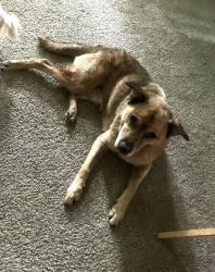 Lost Male Dog last seen County Rd 425 E and 350 N. , Danville, IN 46122