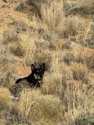 Found/Stray Unknown Dog last seen Two rock road NW , Albuquerque, NM 87114