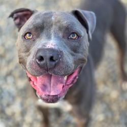 Shelter Stray Male Dog last seen OUT OF JURIS, Indianapolis, IN 46221