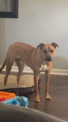 Lost Female Dog last seen Flora drive , Columbia, SC 29223