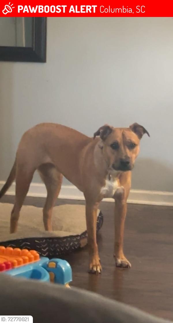 Lost Female Dog last seen Flora drive , Columbia, SC 29223
