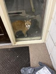 Found/Stray Unknown Cat last seen Cliffside Manor, Emsworth, PA 15202