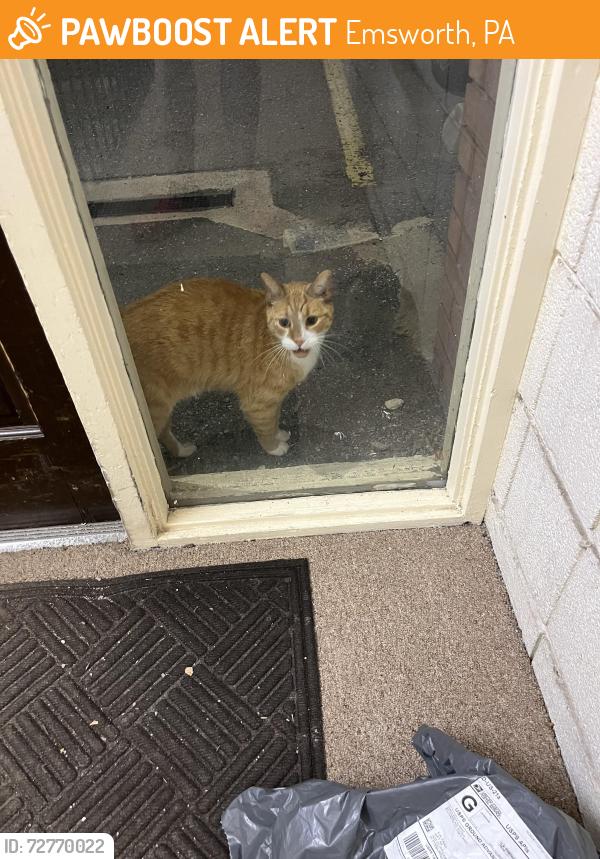 Found/Stray Unknown Cat last seen Cliffside Manor, Emsworth, PA 15202