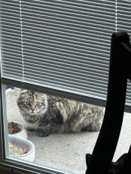 Found/Stray Unknown Cat last seen Near e 200 n orem, ut., Orem, UT 84097