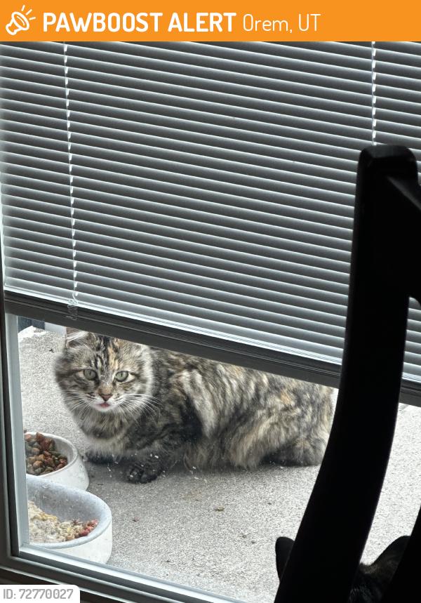 Found/Stray Unknown Cat last seen Near e 200 n orem, ut., Orem, UT 84097