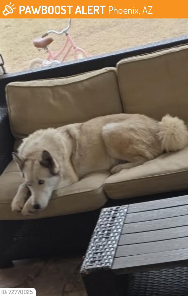 Found/Stray Female Dog last seen Close to Loop 202, Phoenix, AZ 85043